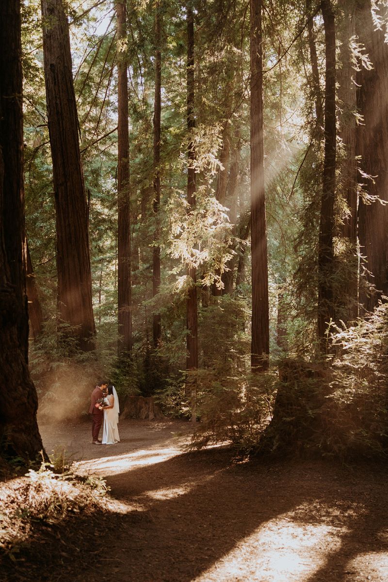 A woman in a white dress kissing a man in a maroon suit underneath the Redwoods in California 